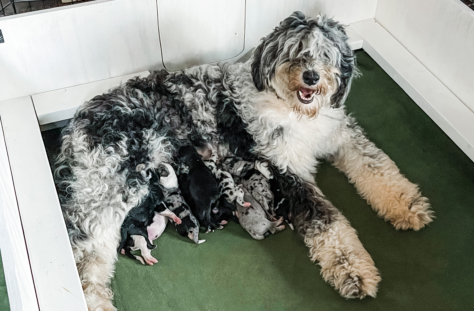 Sheepadoodle Pros And Cons - helloBARK!