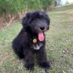 Sheepadoodle Puppy