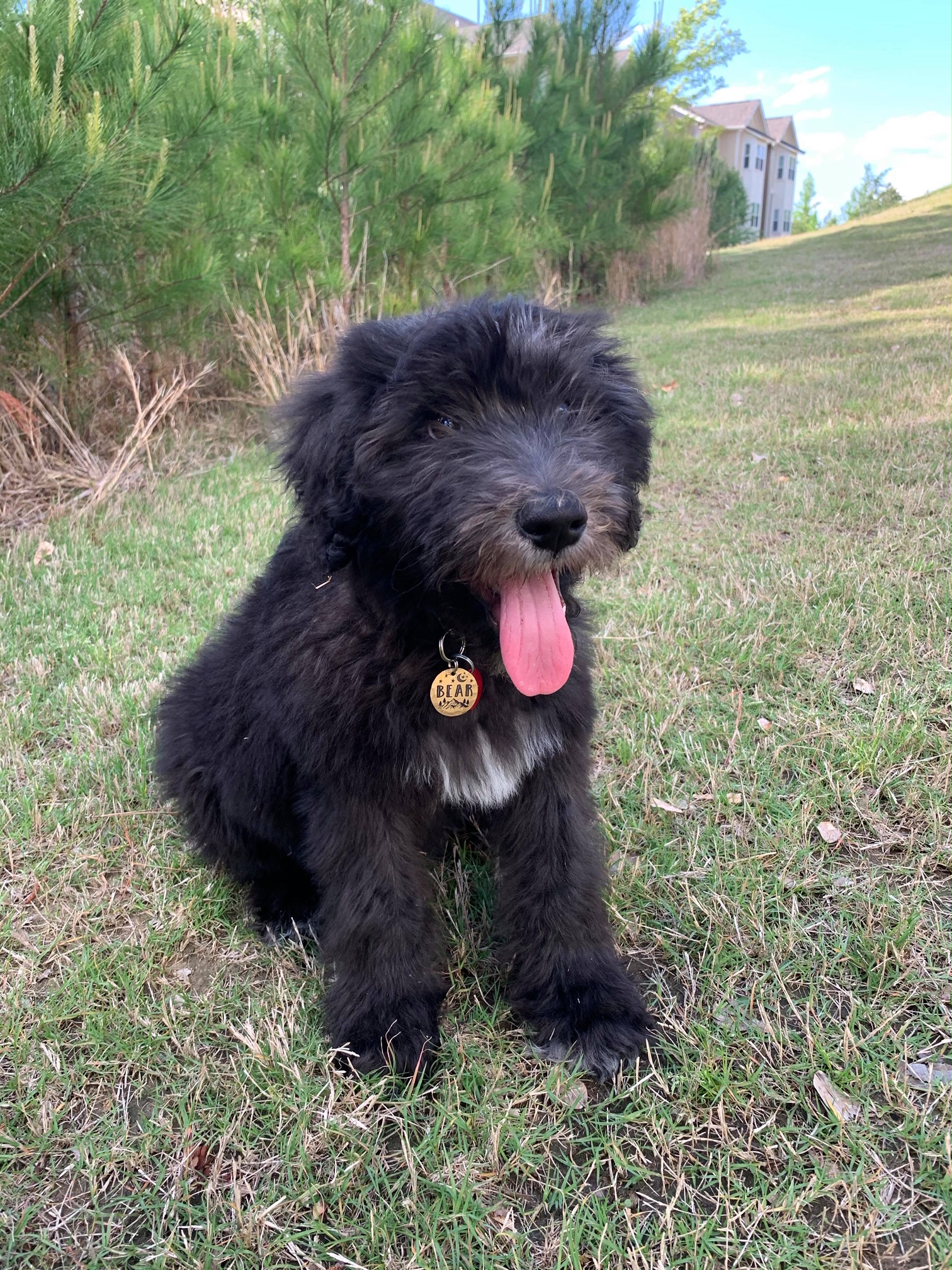 Sheepadoodle Puppy