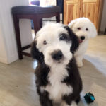 Reverse F1b sheepadoodle