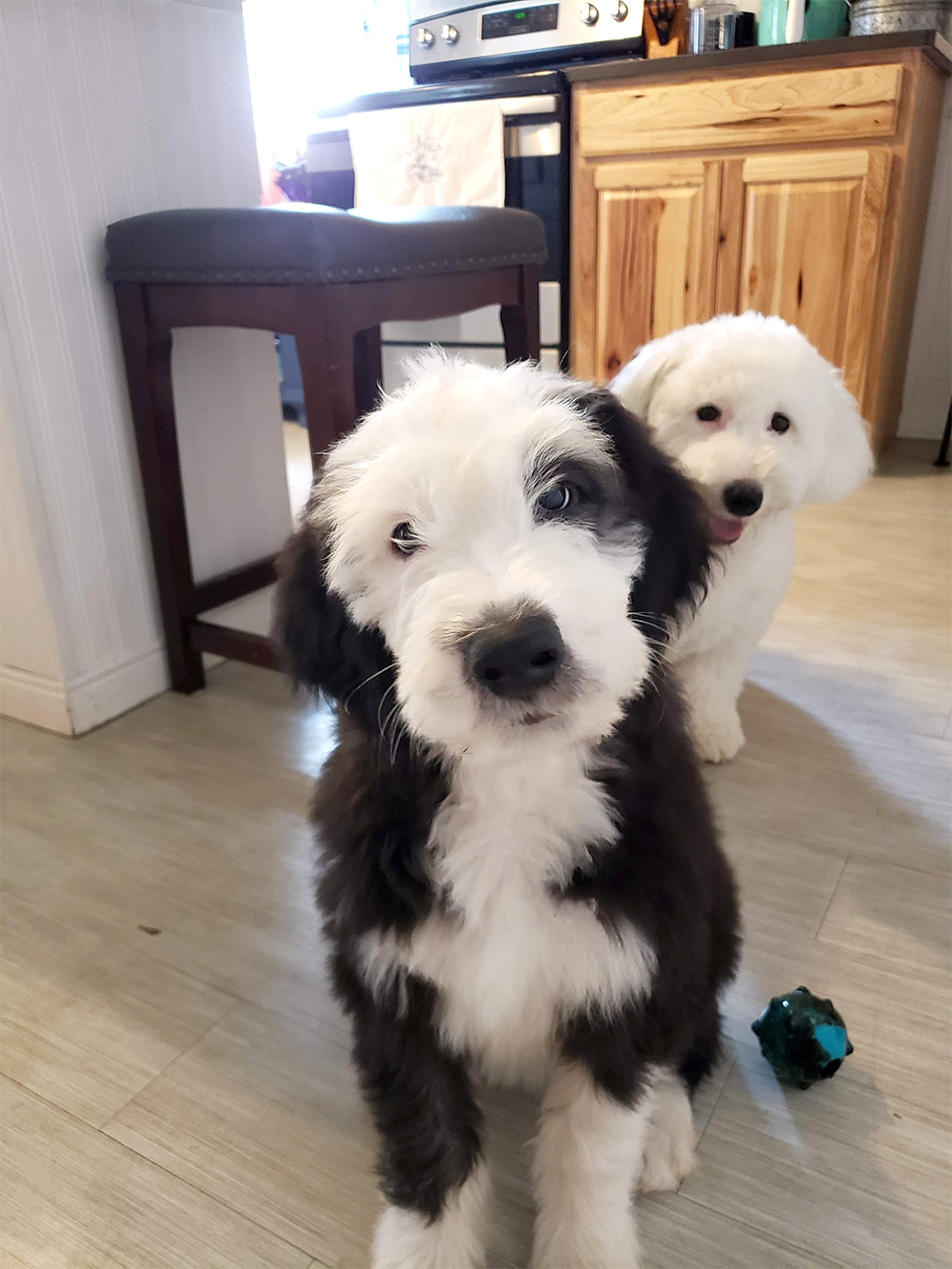 Reverse F1b sheepadoodle