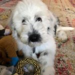 Reverse F1b sheepadoodle