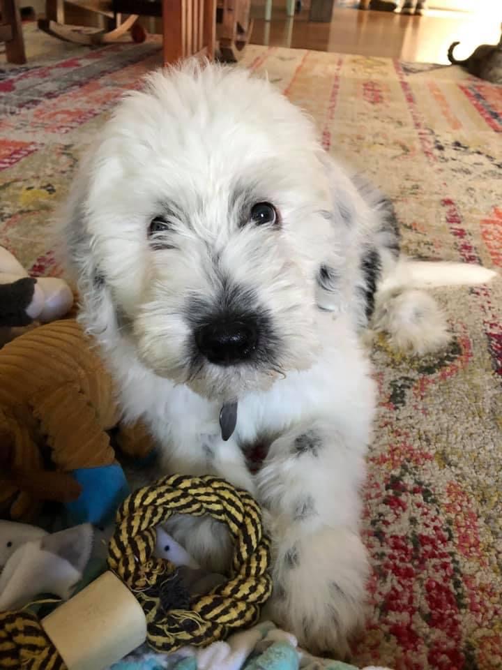 Reverse F1b sheepadoodle