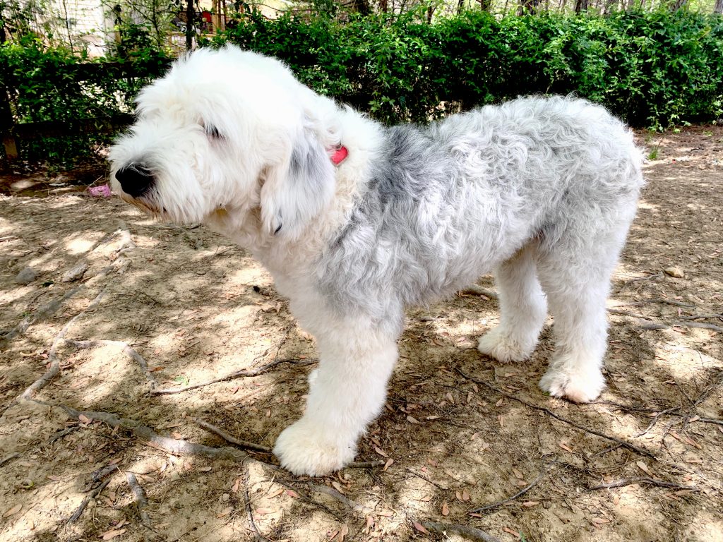 AKC Small Old English Sheepdog Male