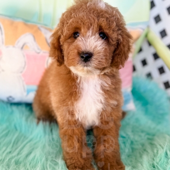 “Topaz” – F1b Red Abstract Cavapoo Male