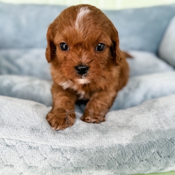 “Clyde” – Reverse F1bb Red Abstract Cavapoo Male