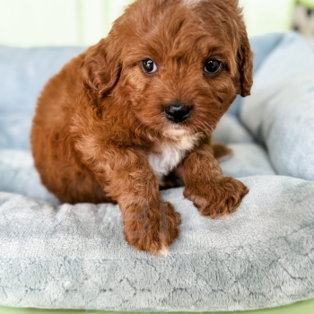 “Calvin” – Reverse F1bb Red Abstract Cavapoo Male