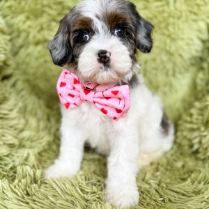 “Silver Bell” - Multigen Phantom Merle Parti Female