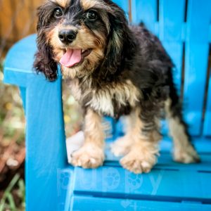 “Brix” - Reverse Phantom Cavapoo Male