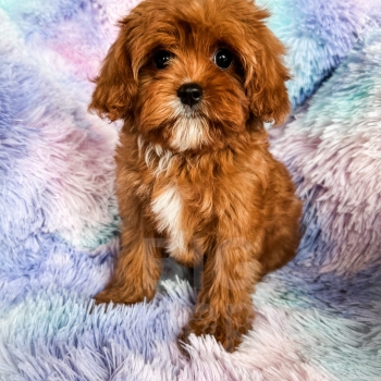 “Donut” – F1 Red Abstract Mini Cavapoo Female