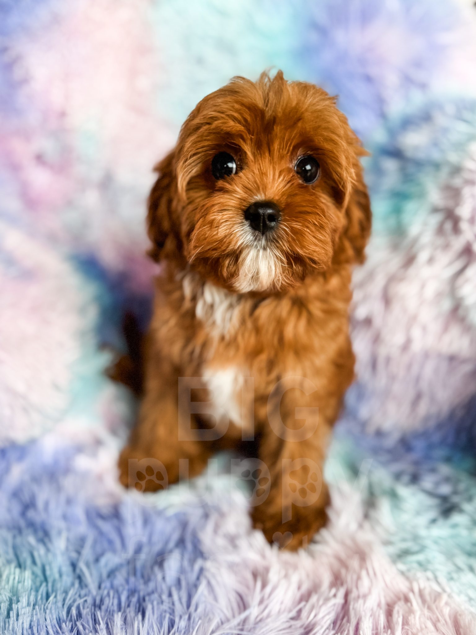 Phantom Abstract Cavapoo “Donut” – F1 Red Abstract Toy Cavapoo Female