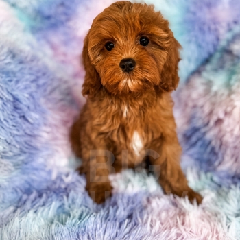 “Danish” – F1 Red Abstract Mini Cavapoo Female
