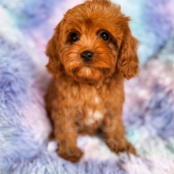 “Beignet” – F1 Red Abstract Mini Cavapoo Female