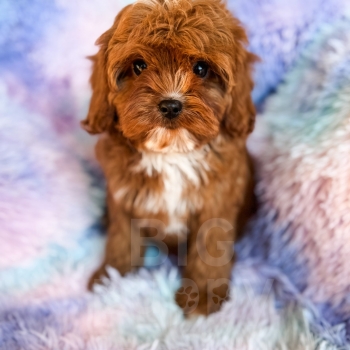 “Poptart” – F1 Red Abstract Mini Cavapoo Female