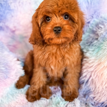 “Croissant” – F1 Red Mini Cavapoo Female