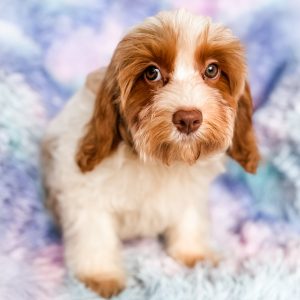 “Dottie” - Dark Apricot Parti Cavapoo Female