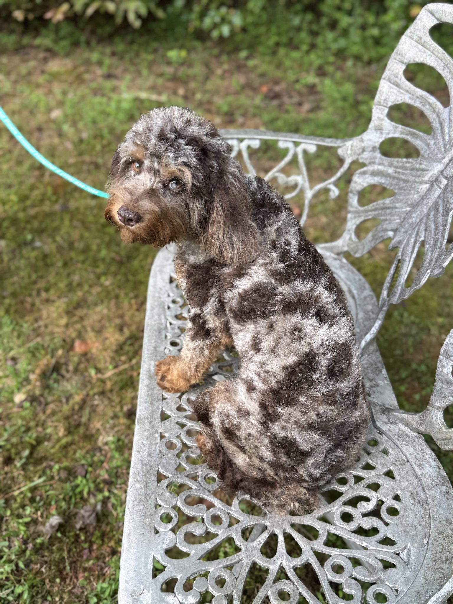 Phantom Abstract Cavapoo “Mixmi” – F1 Brown Phantom Girl Cavapoo Female