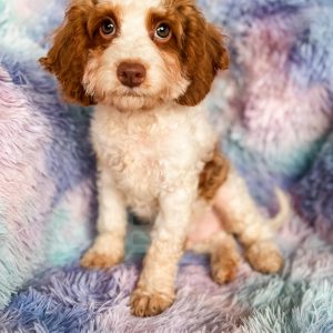 “Davey” - F1b Red Parti Cavapoo Male