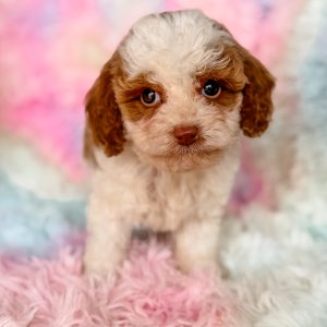 “Davey” - F1b Red Parti Cavapoo Male