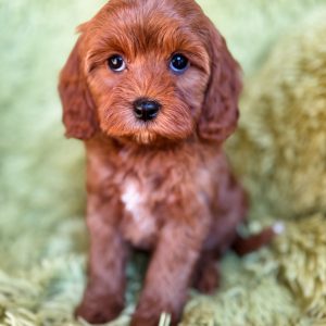 “Danish” - F1 Red Abstract Mini Cavapoo Female