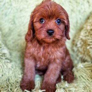 “Croissant” - F1 Red Mini Cavapoo Female