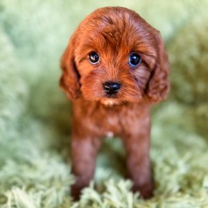 “Beignet” - F1 Red Abstract Mini Cavapoo Female