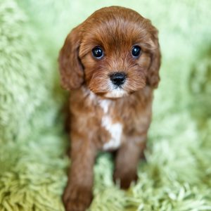 “Donut” - F1 Red Abstract Mini Cavapoo Female