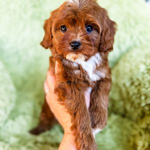 “Poptart” - F1 Red Abstract Mini Cavapoo Female