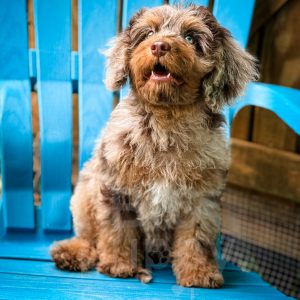 “Mixmi” - F1 Brown Phantom Girl Cavapoo Female