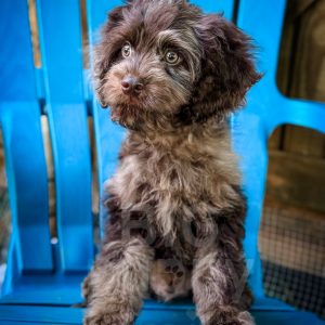 “Menchie” - F1 Brown Phantom Merle Cavapoo Male