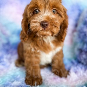 “Jerry” - F1 Red Abstract Cockapoo Male