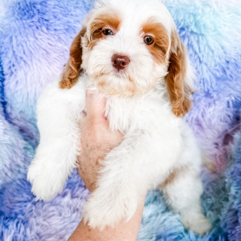 “Kevin” – F1 Red Parti Cockapoo Male