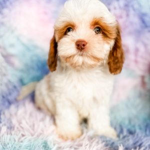 “Lucky” - F1 Red Parti Cockapoo Male