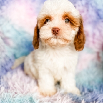 “Lucky” – F1 Red Parti Cockapoo Male