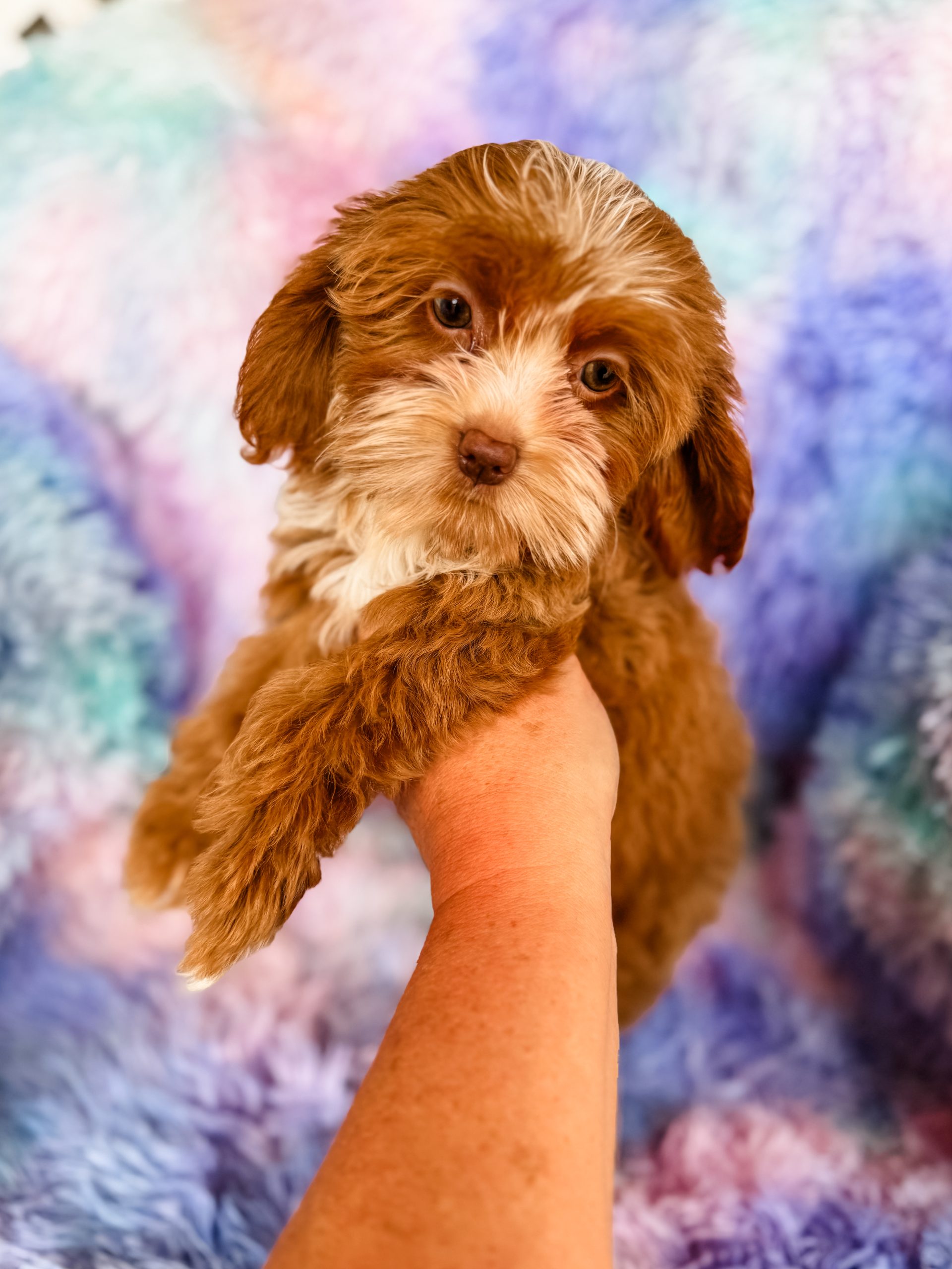 Cavapoo, Cockapoo, Havapoo, and Sheepadoodle Puppies from our [BIG ...