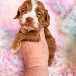 “Edith” - F1 Red Abstract Cockapoo Female