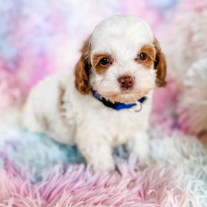 “Lucky” - F1 Red Parti Cockapoo Male