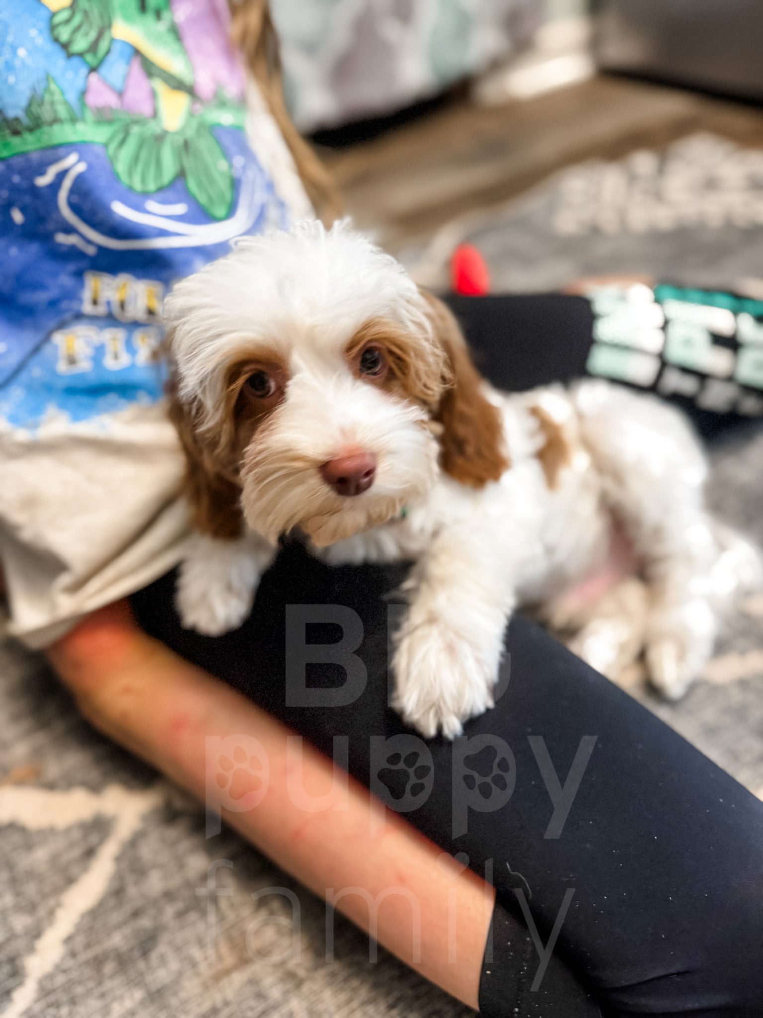 Party Cockapoo “Lucky” – F1 Red Parti Cockapoo Male
