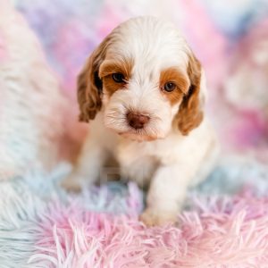 “Kevin” - F1 Red Parti Cockapoo Male