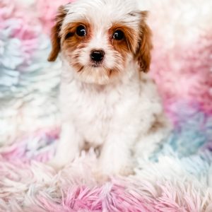 “Valencia” - Reverse Toy Red Parti Cavapoo Female