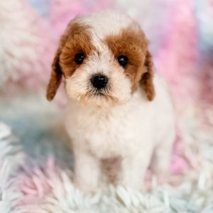 “Dalia” - F1b Red Parti Toy Cavapoo Female