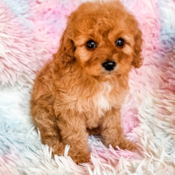 “Henry” – F1b Red Abstract Cavapoo Male
