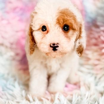 “Edwin” – F1b Apricot Parti Cavapoo Male
