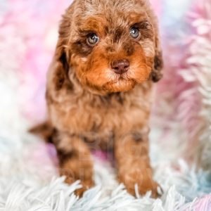 “Florence” - F1b Brown Phantom Merle Cavapoo Female