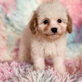 “Nellie” – F1b Apricot Parti Cavapoo Girl