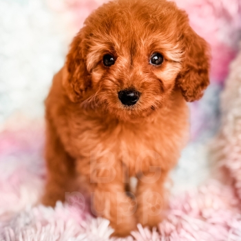 “Ada” – F1b Red Abstract Cavapoo Female