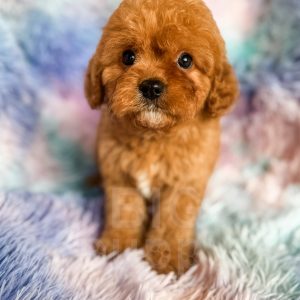 “Titus” - F1 Apricot Abstract Cavapoo Male