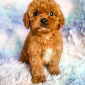 “Asher” - F1 Red Abstract Cavapoo Male