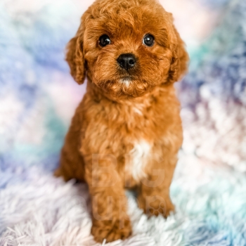 “Asher” – F1 Red Abstract Cavapoo Male