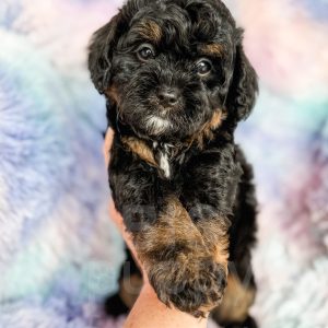 “Emmett” - F1 Phantom Cavapoo Male
